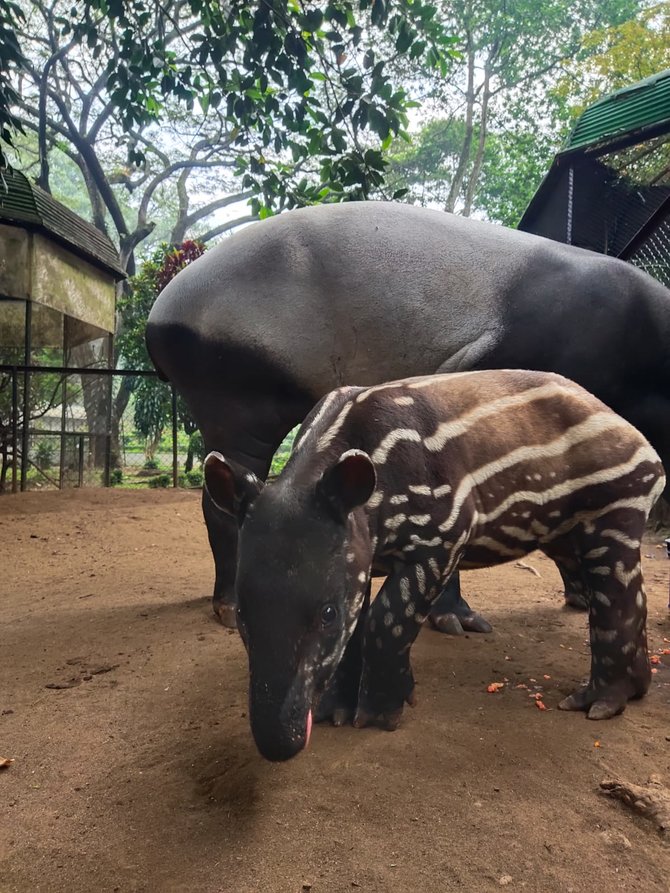 anak tapir betina lahir di bandung zoo diberi nama gantari