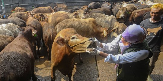 Jelang Iduladha, Puskeswan Depok Gencarkan Pemeriksaan Kesehatan Sapi Kurban