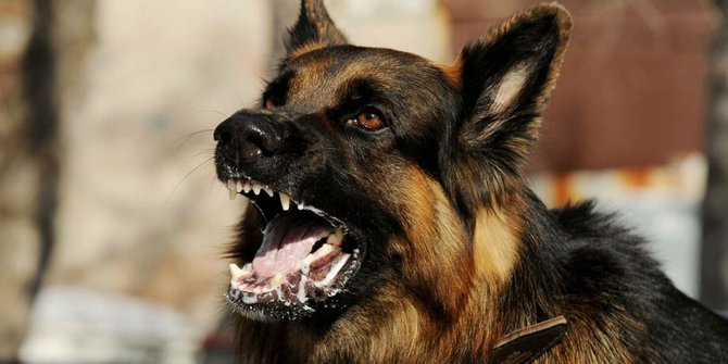 3.056 Warga Sulsel Digigit Anjing, 6 Orang Meninggal akibat Rabies