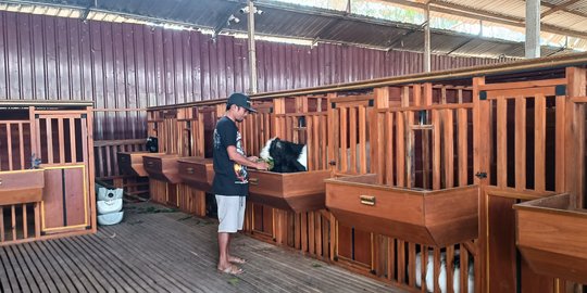 Kamar Mewah Laksana Hotel untuk Kambing Kurban