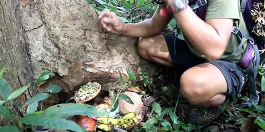 Pria Gondrong 'Jalan-jalan' Ke Hutan Angker, Tak Sengaja Makan Sesajen di Bawah Pohon