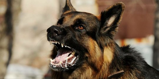 Digigit Anjing Rabies, Ini Proses Virus Masuk ke Tubuh hingga Bisa Meninggal