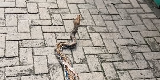 Ular Sanca Tiba-Tiba Muncul di Tempat Sampah Warga, Butuh 9 Orang Buat Menangkapnya