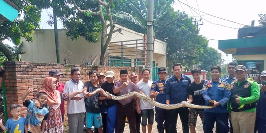 ular sanca tiba-tiba muncul di tempat sampah warga, butuh 9 orang buat menangkapnya