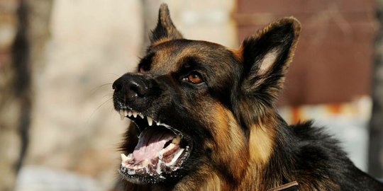 Update Kasus Anjing Rabies di Timor Tengah Selatan NTT, Korban Digigit Jadi 515 Orang