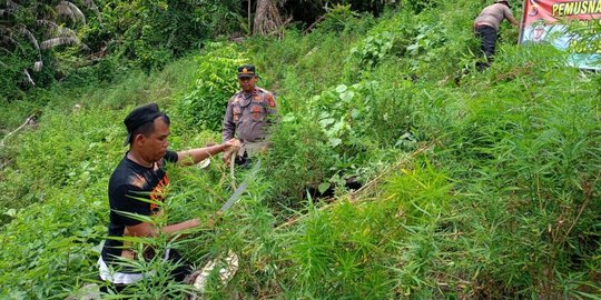 Berawal dari Mahasiswa KKN, Polisi Berhasil Ungkap 4 Hektare Ladang Ganja di Aceh