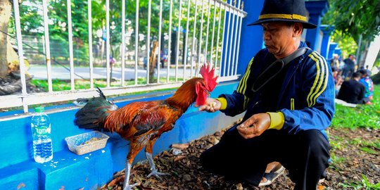 Melihat Kontes Ayam Pelung Berharga Ratusan Juta di GOR Pajajaran Bogor