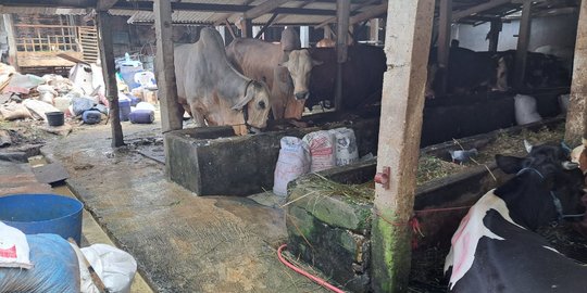 Warga Jaksel Kesal Kotoran Sapi Mencemari Perumahan