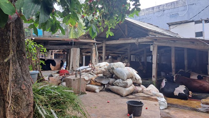 limbah peternakan sapi mengotori perumahan warga pancoran jaksel