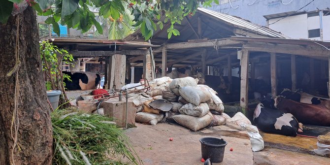 Warga di Pancoran Tak Bisa Gunakan Kamar Mandi, Tercemar Limbah Kotoran Sapi