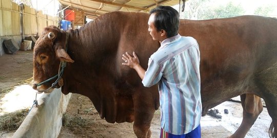 Penampakan 'Gatsby' Sapi Montok Berbobot 1,1 Ton yang Dibeli Jokowi buat Kurban