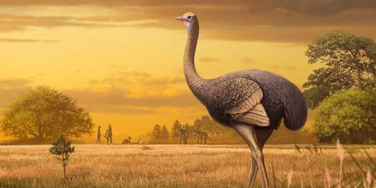 Ilmuwan Temukan Burung Unta Raksasa Berusia 2 Juta Tahun, Tinggi 3 Meter Berat 4 Ton