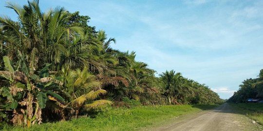 Pengusaha Soal 3,3 Juta Ha Kebun Sawit di Kawasan Hutan: Perubahan Tata Ruang