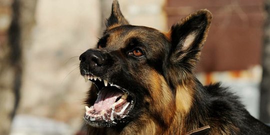 Dua Bocah di TTS Kritis Digigit Anjing Rabies, Jumlah Korban Mencapai 576 Orang