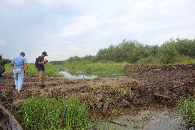 hutan gambut di tanjung jabung timur