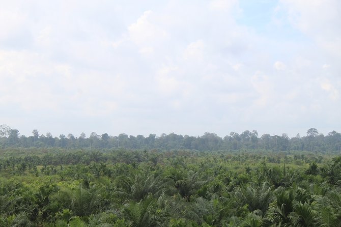 hutan gambut di tanjung jabung timur