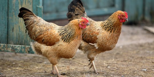 Jokowi Kaget Harga Ayam Tembus Rp50.000, Kemendag Buka Suara