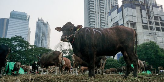 Jerit Pedagang Sapi Bima Penjualan Lesu Jelang Iduladha