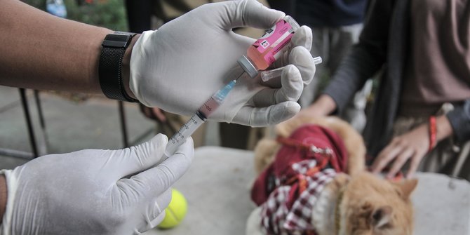 Rabies di Bali: 19.035 Kasus, 300 Positif dan 4 Orang Meninggal ...