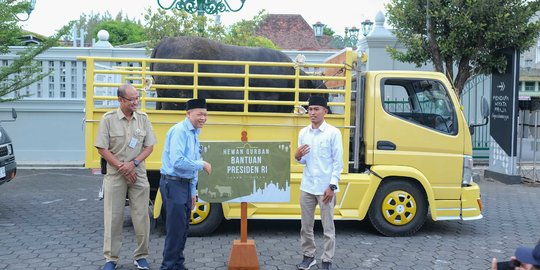 Penampakan 'Black Boss', Sapi Sumbangan Presiden Jokowi di Gunungkidul