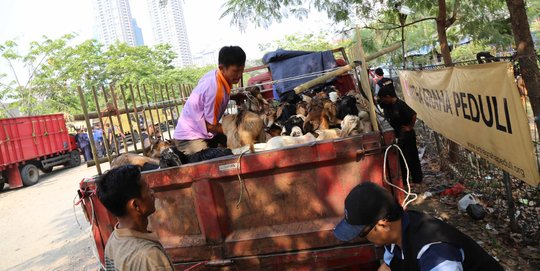 Manisnya Bisnis Hewan Kurban, Modal Rp80 juta Bisa Untung Rp300 Juta