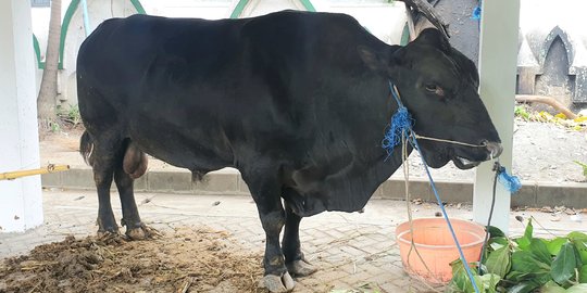 Gagahnya Benowo, Sapi Kurban Presiden Jokowi yang Mirip Banteng Berbobot 1 Ton