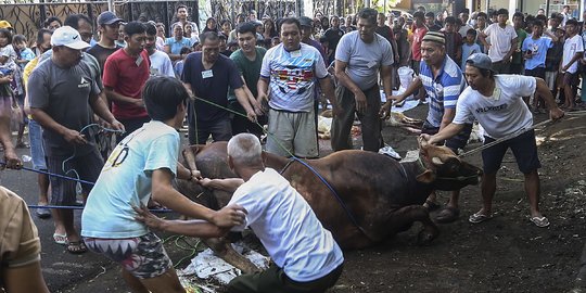 Pemotongan Hewan Kurban di Kebayoran Lama Jadi Tontonan