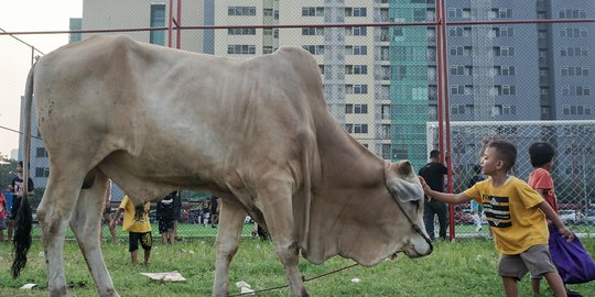 Sudah Disembelih, Sapi di Depok Kembali Berdiri Saat Dengar Lantunan Takbir