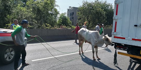 Diduga Stres Takut Disembelih, Sapi Kurban Kabur hingga Masuk Jalan Tol