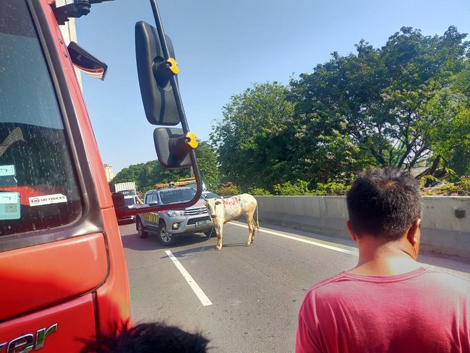 sapi kurban kabur saat hendak disembelih