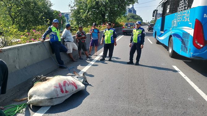 sapi kurban kabur saat hendak disembelih