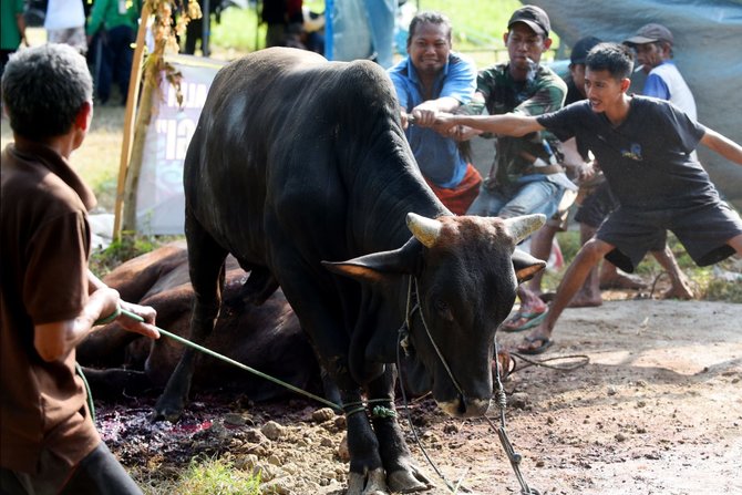 masjid agung baiturrahman banyuwangi sembelih hewan kurban dari bupati ipuk