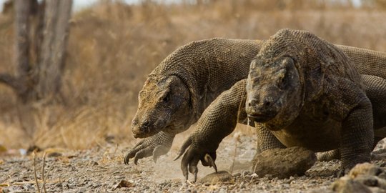 Apakah Komodo Hanya Ada di Indonesia? Ini Fakta Sebenarnya