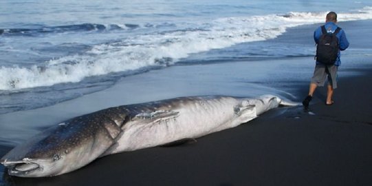 Hiu Tutul 6 Meter Terdampar di Pantai Cemoro Sewu Lumajang, Beberapa Bagian Terpotong
