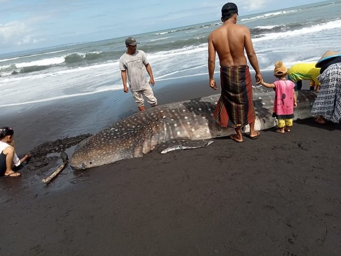 hiu tutul terdampar di pantai cemoro sewu lumajang