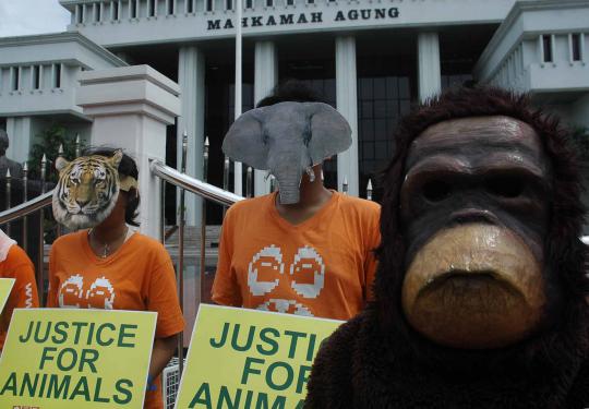 'Orangutan' di depan Mahkamah Agung