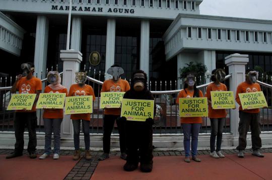 'Orangutan' di depan Mahkamah Agung