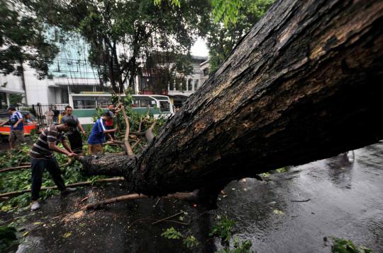 Pohon tumbang di Jalan Wahid Hasyim