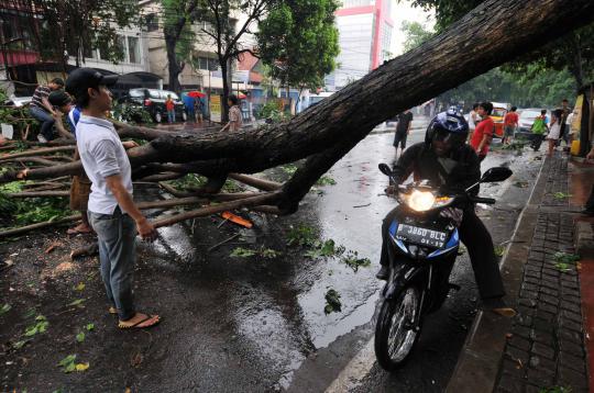 Pohon tumbang di Jalan Wahid Hasyim