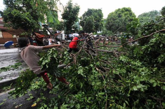 Pohon tumbang di Jalan Wahid Hasyim