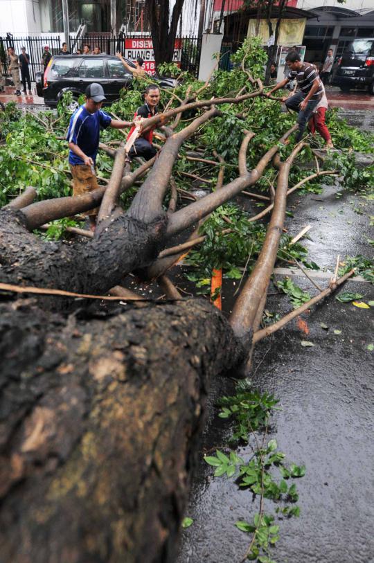 Pohon tumbang di Jalan Wahid Hasyim