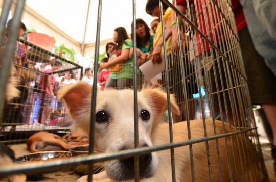 Central Park Mall Jakarta gelar Festival Anjing