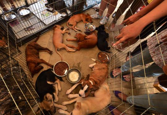 Central Park Mall Jakarta gelar Festival Anjing