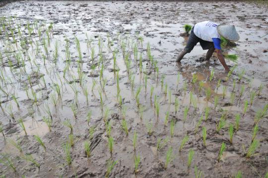 Musim tanam, petani tebar bibit