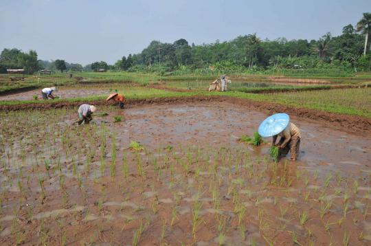 Musim tanam, petani tebar bibit