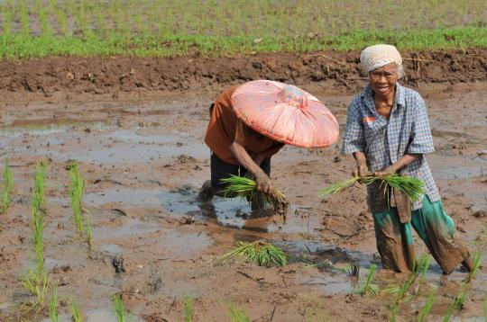 Musim tanam, petani tebar bibit