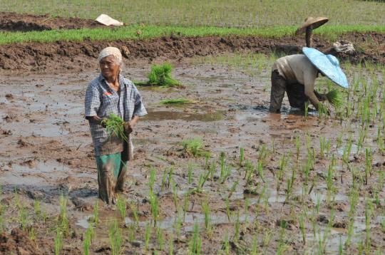 Musim tanam, petani tebar bibit