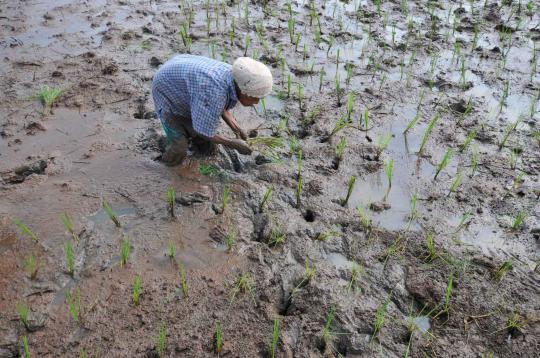 Musim tanam, petani tebar bibit