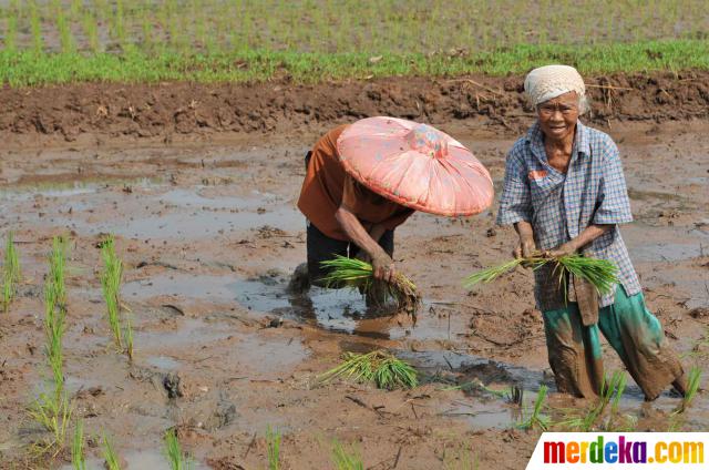 Foto : Musim tanam, petani tebar bibit| merdeka.com