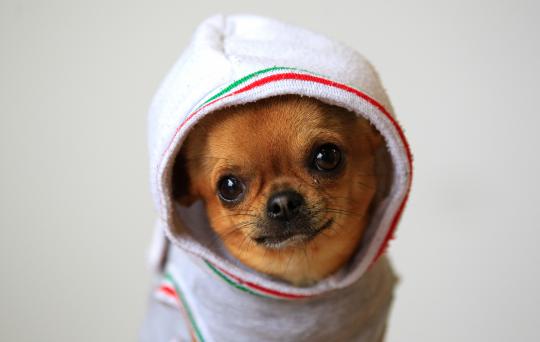 Lucu dan uniknya tingkah anjing peliharaan